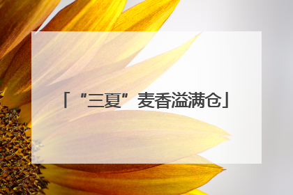 “三夏”麦香溢满仓