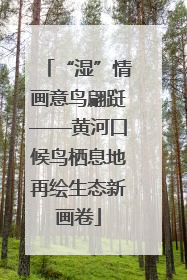 “湿”情画意鸟翩跹——黄河口候鸟栖息地再绘生态新画卷