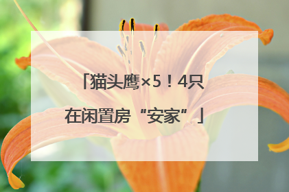 猫头鹰×5！4只在闲置房“安家”