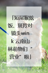 短尾猴炫饭、斑羚对镜头wink 云南山林萌物们“营业”啦