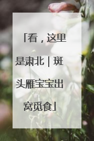看，这里是肃北｜斑头雁宝宝出窝觅食