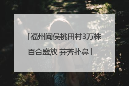 福州闽侯桃田村3万株百合盛放 芬芳扑鼻