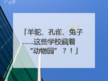 羊驼、孔雀、兔子……这些学校藏着 “动物园”？！