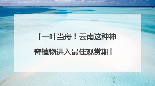 一叶当舟！云南这种神奇植物进入最佳观赏期