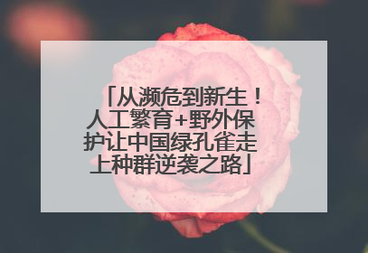 从濒危到新生！人工繁育+野外保护让中国绿孔雀走上种群逆袭之路