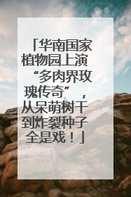 华南国家植物园上演“多肉界玫瑰传奇”，从呆萌树干到炸裂种子全是戏！