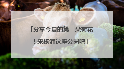 分享今夏的第一朵荷花！来杨浦这座公园吧