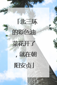 北三环的彩色油菜花开了，就在朝阳安贞