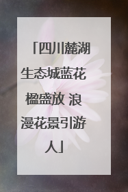 四川麓湖生态城蓝花楹盛放 浪漫花景引游人