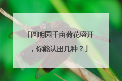 圆明园千亩荷花盛开，你能认出几种？