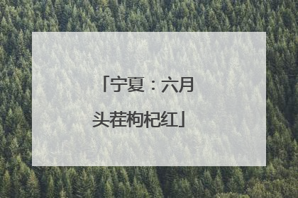 宁夏：六月头茬枸杞红
