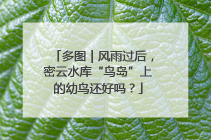 多图｜风雨过后，密云水库“鸟岛”上的幼鸟还好吗？