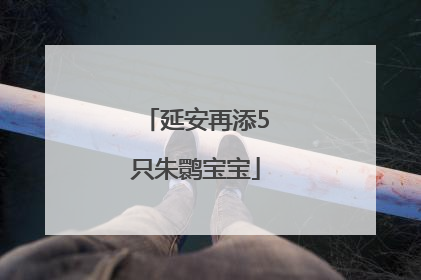 延安再添5只朱鹮宝宝