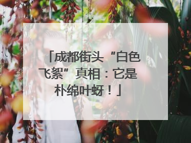 成都街头“白色飞絮”真相：它是朴绵叶蚜！