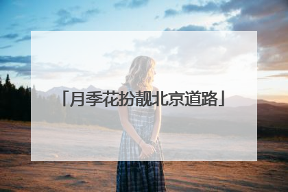 月季花扮靓北京道路