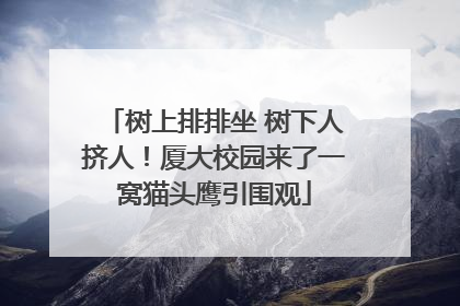 树上排排坐 树下人挤人！厦大校园来了一窝猫头鹰引围观
