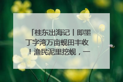 桂东出海记丨即墨丁字湾万亩蚬田丰收！渔民泥里挖蚬，一天上岸过千斤