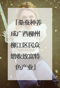 桑蚕种养成广西柳州柳江区民众增收致富特色产业