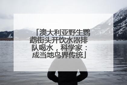 澳大利亚野生鹦鹉街头开饮水器排队喝水，科学家：成当地鸟界传统