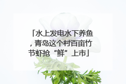 水上发电水下养鱼，青岛这个村百亩竹节虾抢“鲜”上市