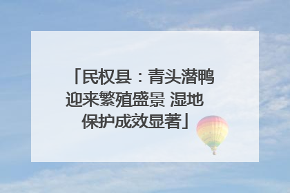 民权县：青头潜鸭迎来繁殖盛景 湿地保护成效显著