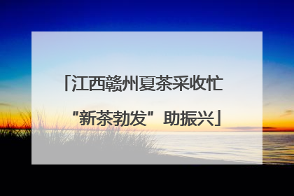 江西赣州夏茶采收忙 “新茶勃发”助振兴