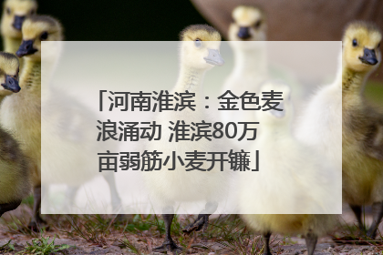 河南淮滨：金色麦浪涌动 淮滨80万亩弱筋小麦开镰