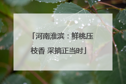 河南淮滨：鲜桃压枝香 采摘正当时