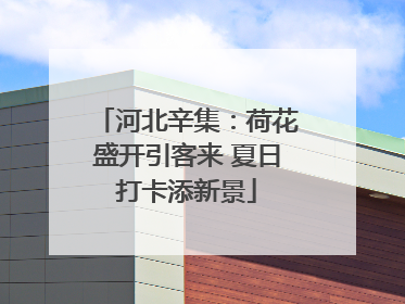 河北辛集：荷花盛开引客来 夏日打卡添新景