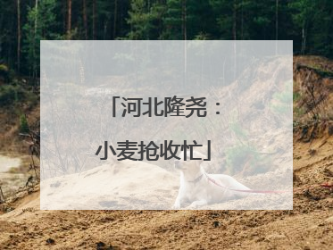 河北隆尧：小麦抢收忙