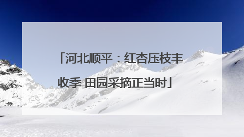 河北顺平：红杏压枝丰收季 田园采摘正当时