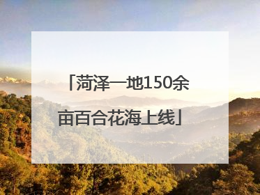 菏泽一地150余亩百合花海上线