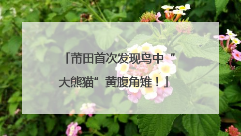 莆田首次发现鸟中“大熊猫”黄腹角雉！