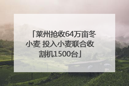 莱州抢收64万亩冬小麦 投入小麦联合收割机1500台