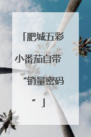 肥城五彩小番茄自带“销量密码”