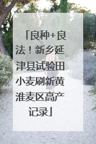 良种+良法！新乡延津县试验田小麦刷新黄淮麦区高产记录