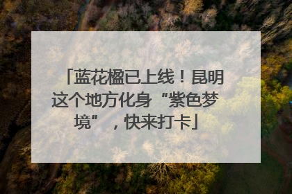 蓝花楹已上线！昆明这个地方化身“紫色梦境”，快来打卡
