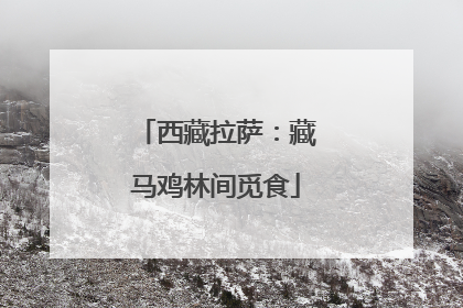 西藏拉萨：藏马鸡林间觅食