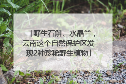 野生石斛、水晶兰，云南这个自然保护区发现2种珍稀野生植物