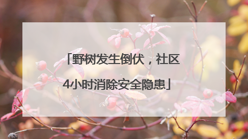 野树发生倒伏，社区4小时消除安全隐患