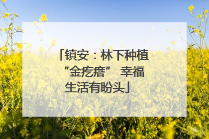 镇安：林下种植“金疙瘩” 幸福生活有盼头