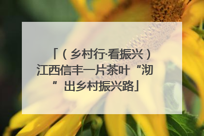 （乡村行·看振兴）江西信丰一片茶叶“沏”出乡村振兴路